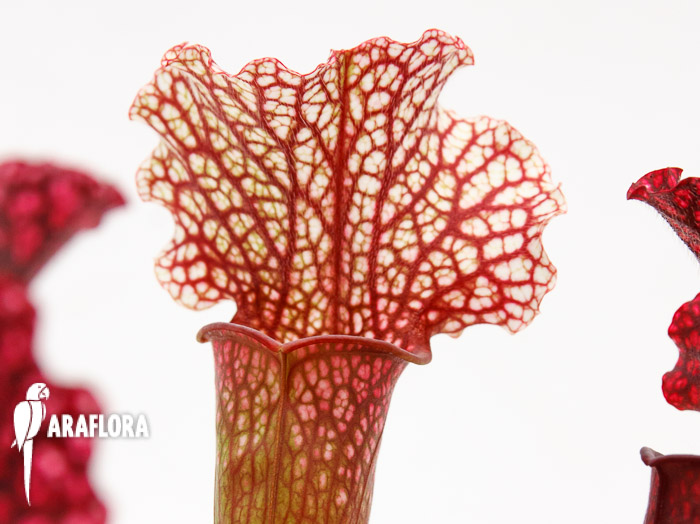 Sarracenia x ‘Thomas’