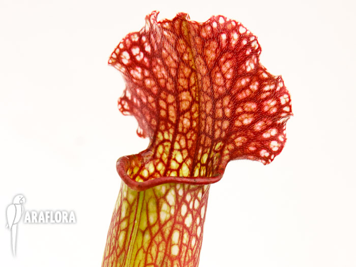 Sarracenia x ‘Velvet’