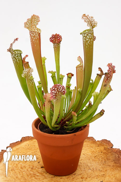 Sarracenia x farnhamii hybrid