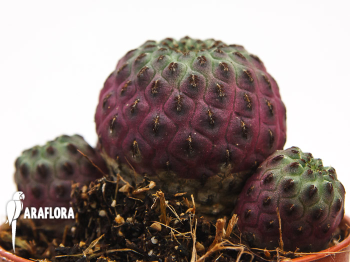 Sulcorebutia rauschii