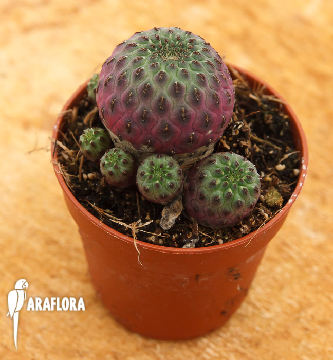 Sulcorebutia rauschii