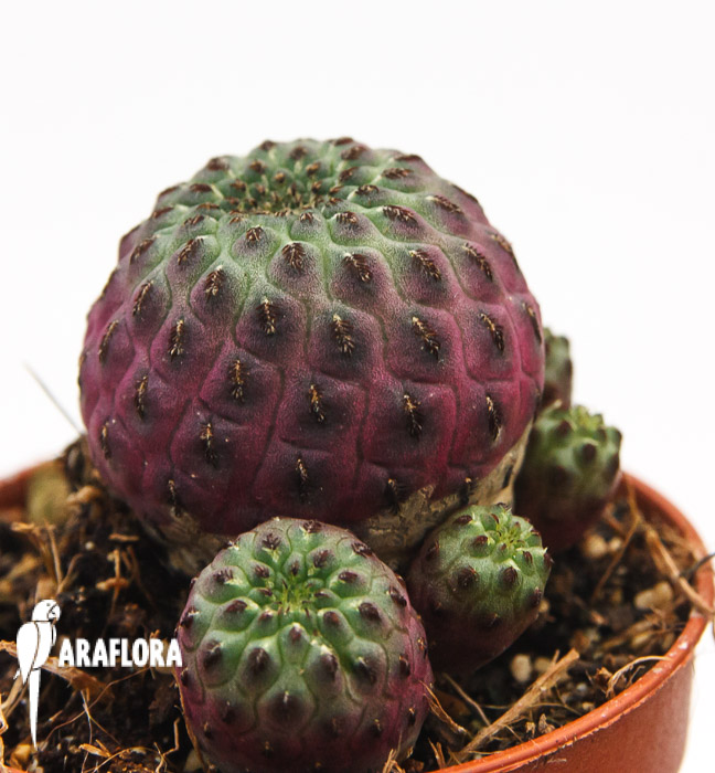 Sulcorebutia rauschii