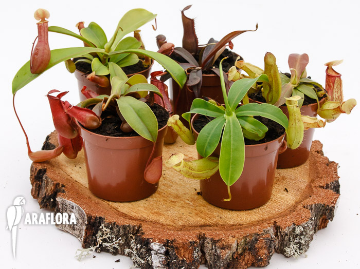 Tropische bekerplanten Nepenthes mix 5x