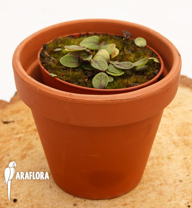 Utricularia calycifida