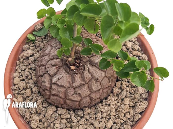 Dioscorea elephantipes