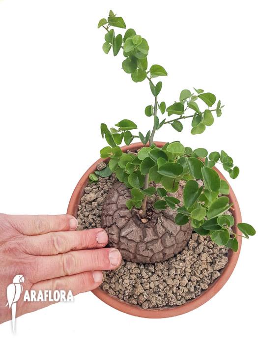 Dioscorea elephantipes2