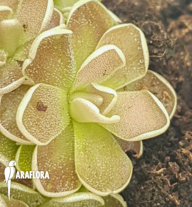 Pinguicula-kondoi-4