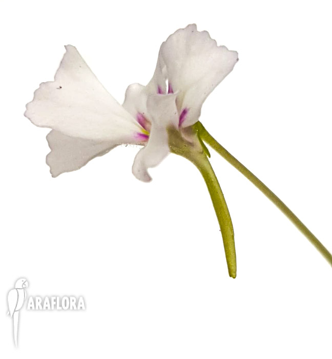 Pinguicula-rotundiflora-x-emarginata-3