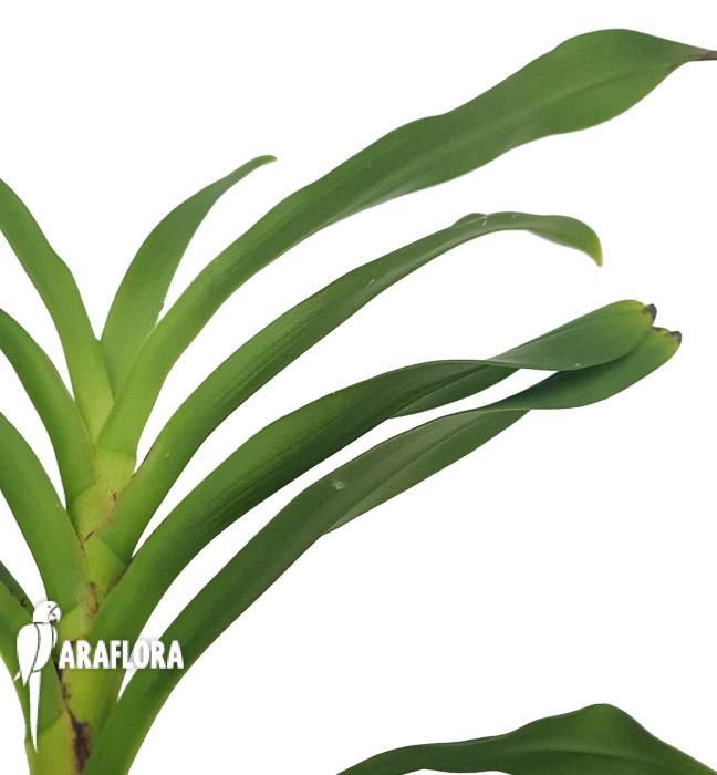 Angraecum calceolus 4