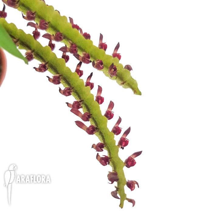 Bulbophyllum aff. falcatum mini4