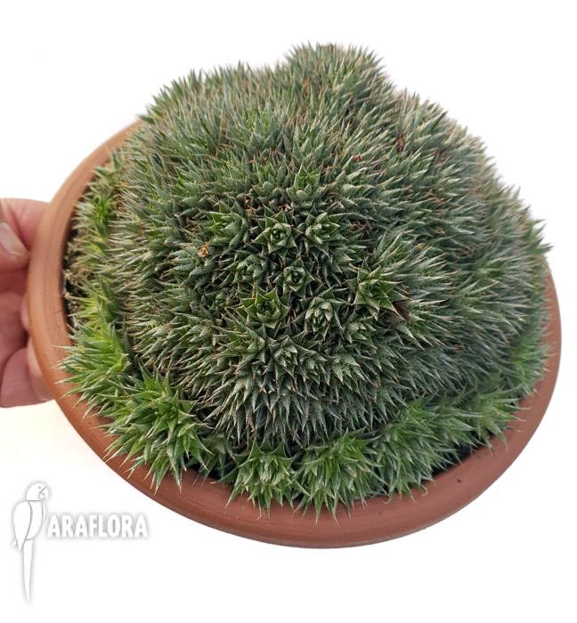 Deuterocohnia brevifolia 2