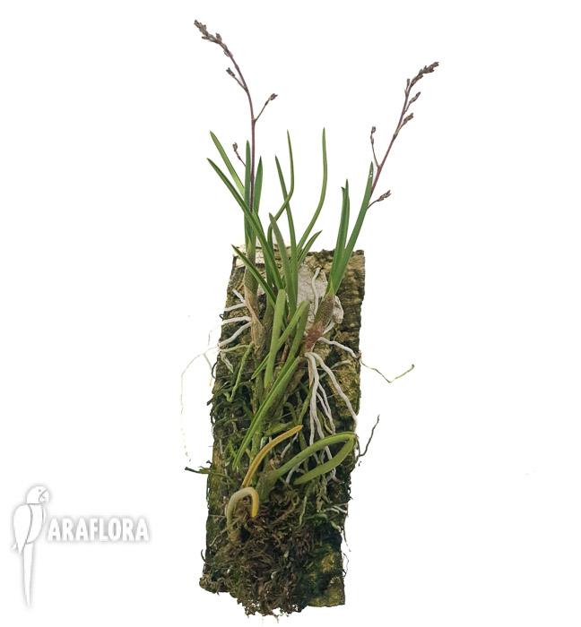 Encyclia gramatoglossa45