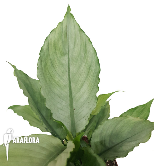 Spathiphyllum ‘Ghost’-10