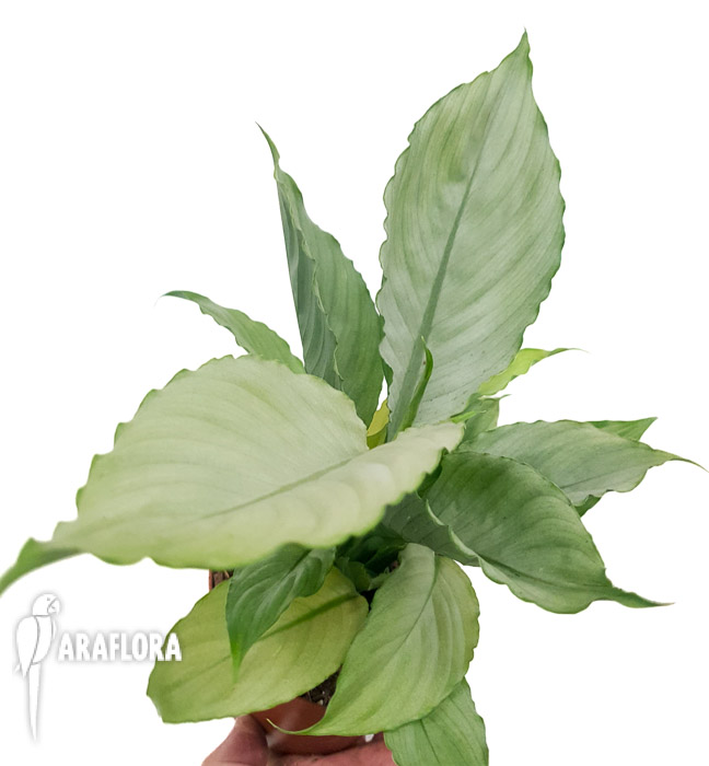 Spathiphyllum ‘Ghost’-14