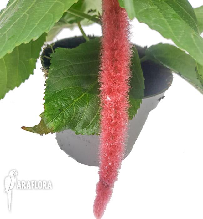 Acalypha hispida-4-bewerkt