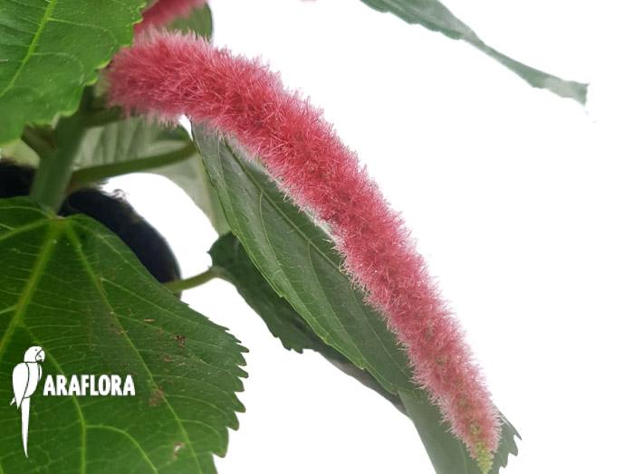 Acalypha hispida