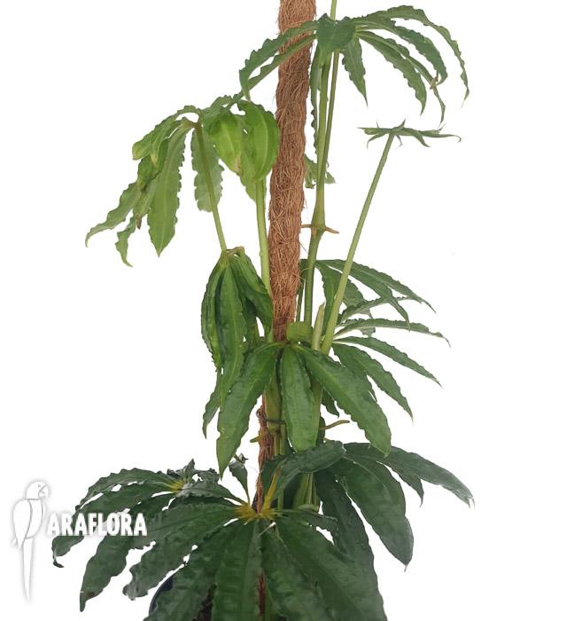 Anthurium polyschistum met stok1