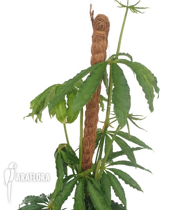 Anthurium polyschistum met stok2