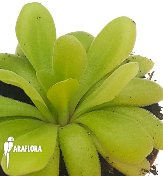 Pinguicula agnate x potosiensis 3