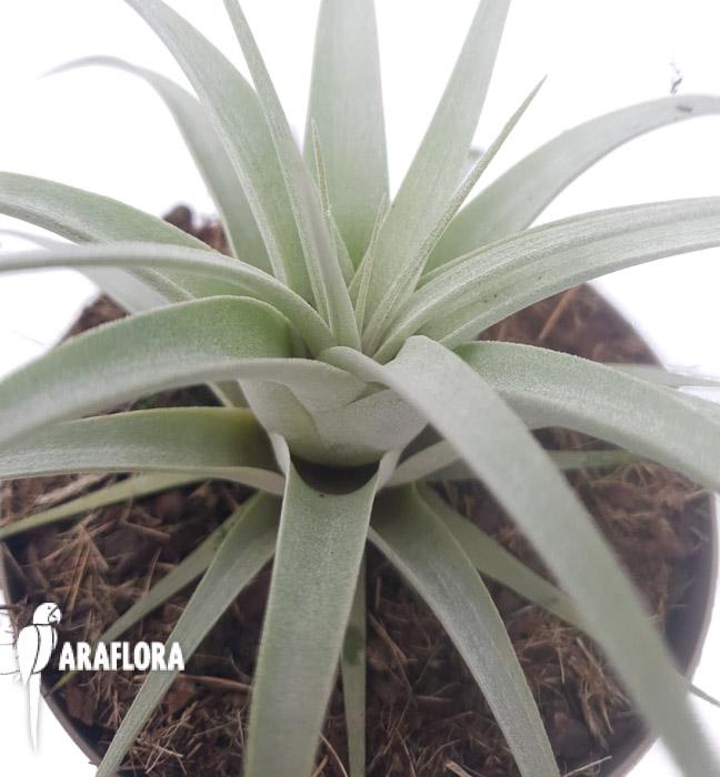 Tillandsia xerographica starter-4