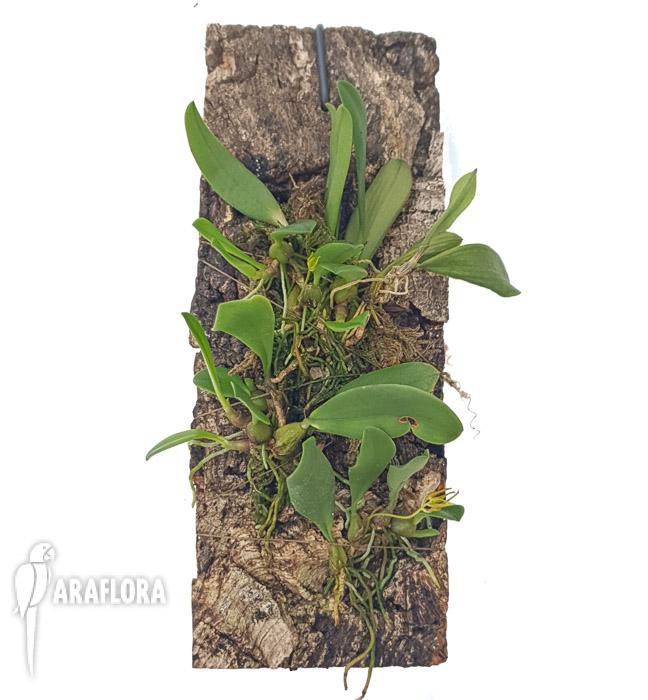 Bulbophyllum taiwanense L2