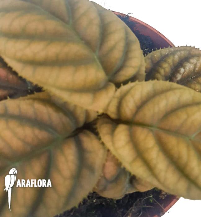 Labisia sp ‘Vietnam’