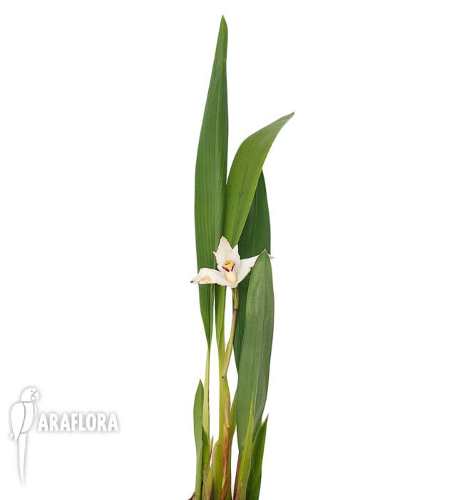 Maxillaria eburnea6