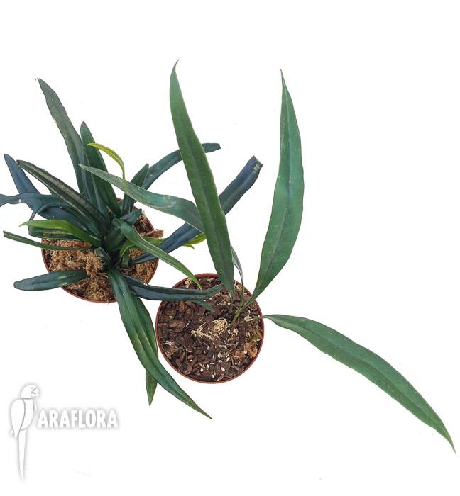 Microsorum thailandicum ‘Giant’6