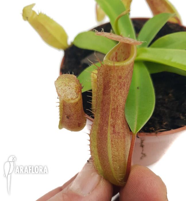 Nepenthes x linda M 25