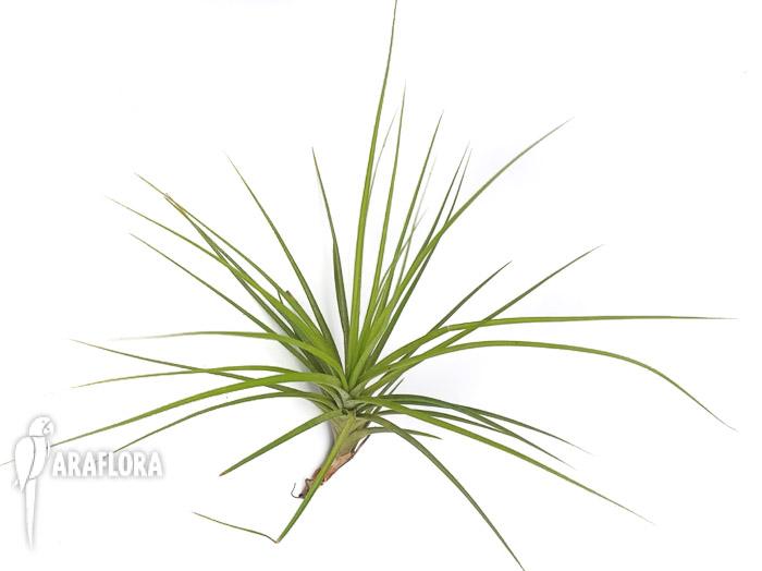 Tillandsia caulenscens