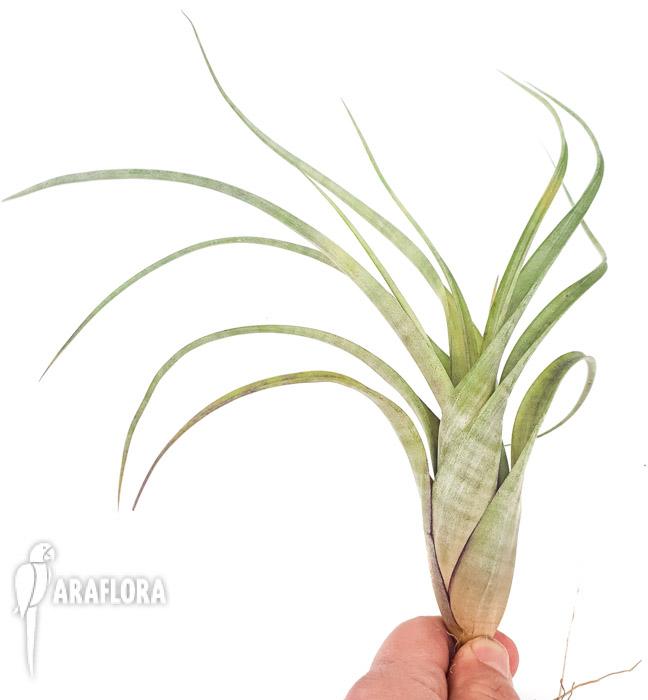 Tillandsia flexuosa ex. Suriname ‘L’2