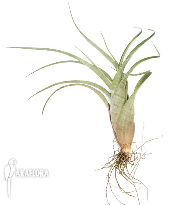 Tillandsia flexuosa ex. Suriname ‘L’3