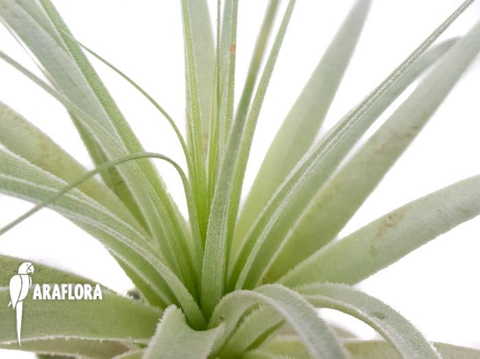 Tillandsia gardenerii ‘XL’