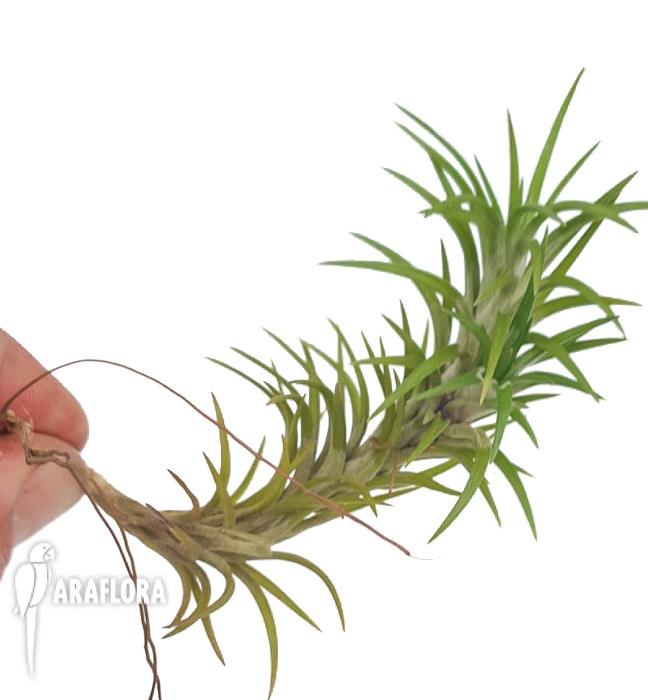 Tillandsia tenuifolia var araujei2