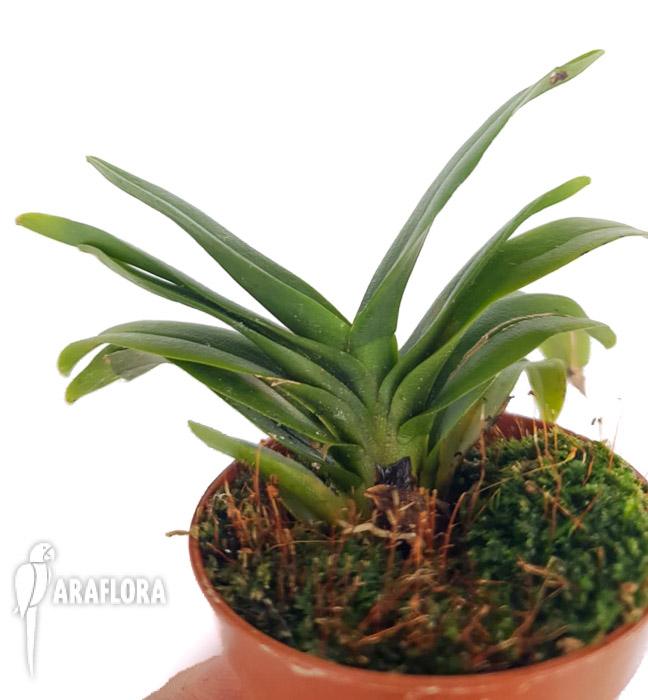 Aeranthes grandiflora3