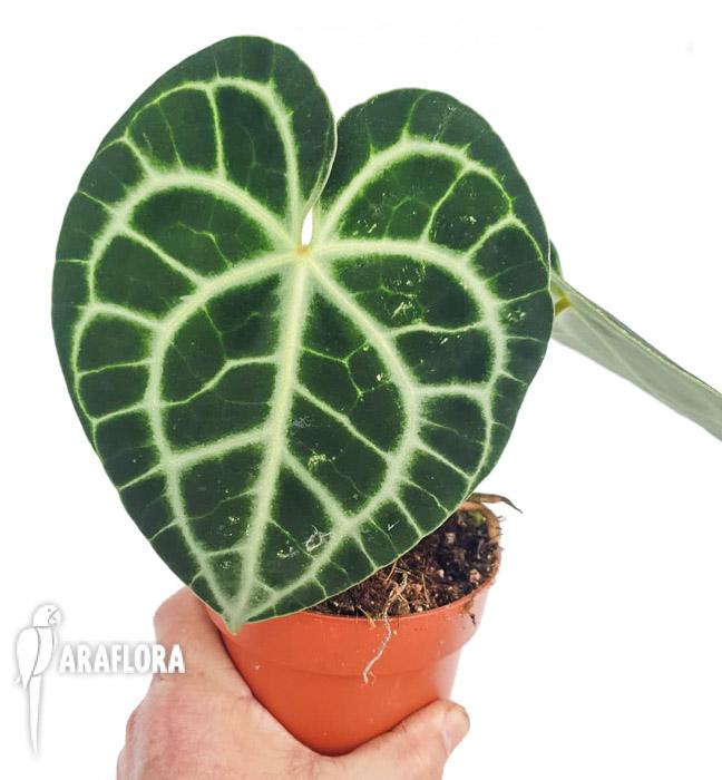 Anthurium clarinervium ‘M’