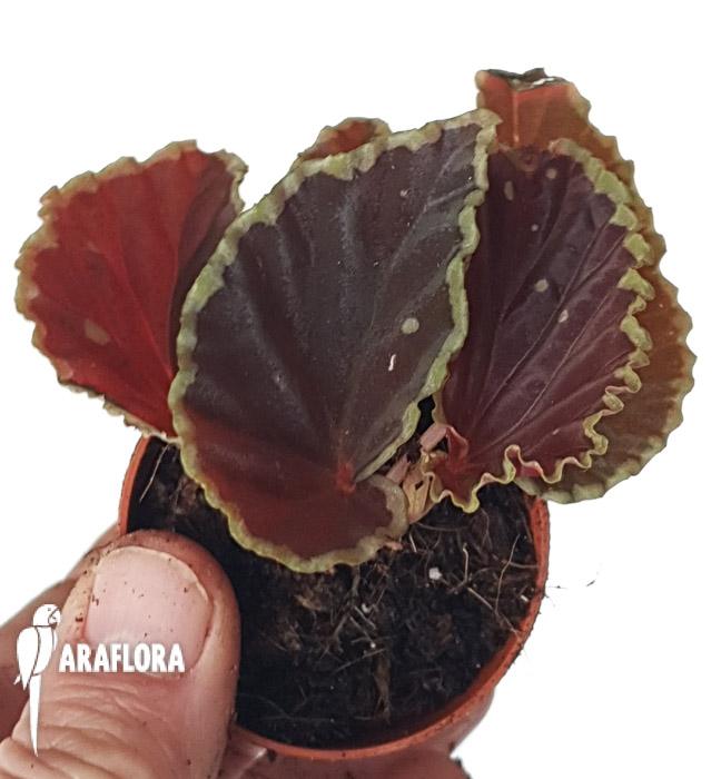Begonia darthvaderiana4