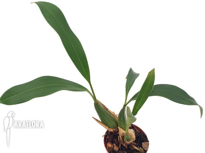 Coelogyne graminifolia