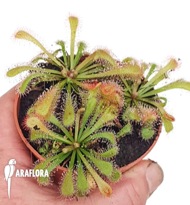 Drosera Triangle star2