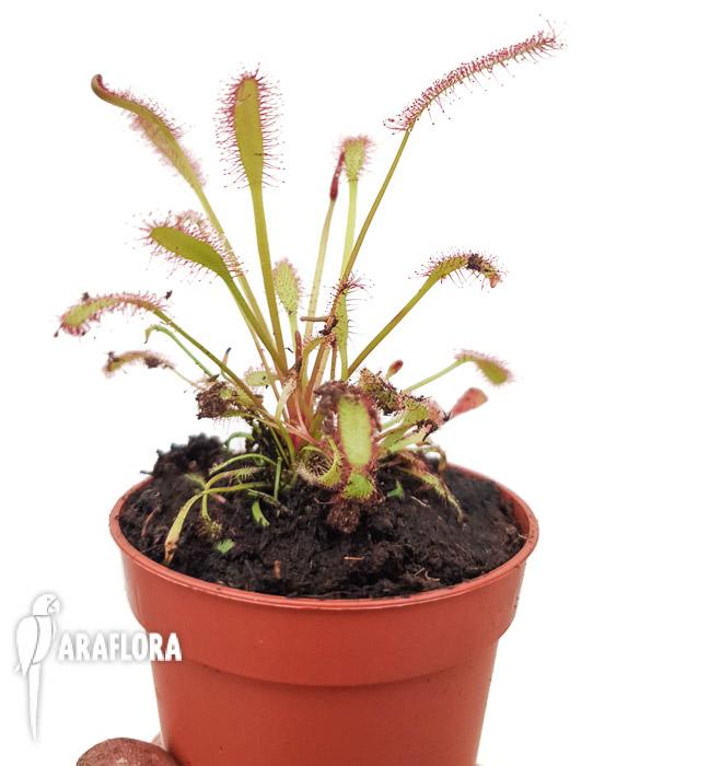 Drosera capensis Red ‘Starter’2