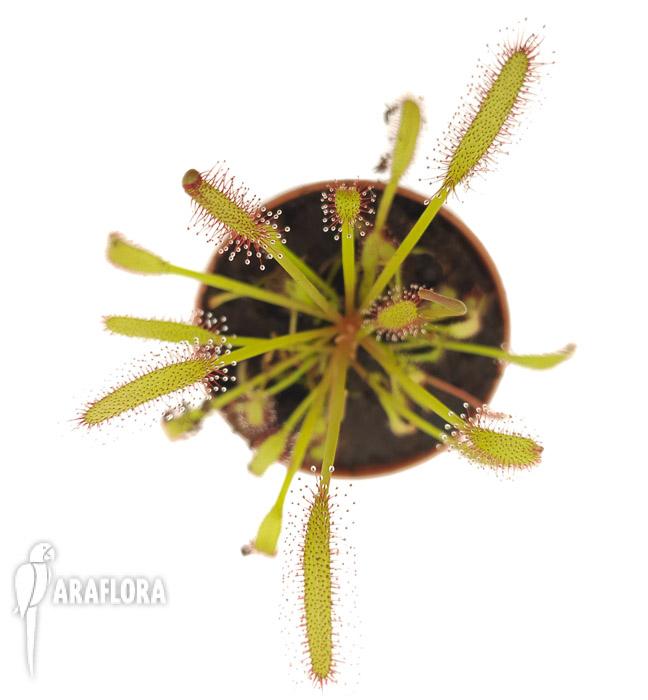 Drosera capensis Red ‘Starter’3