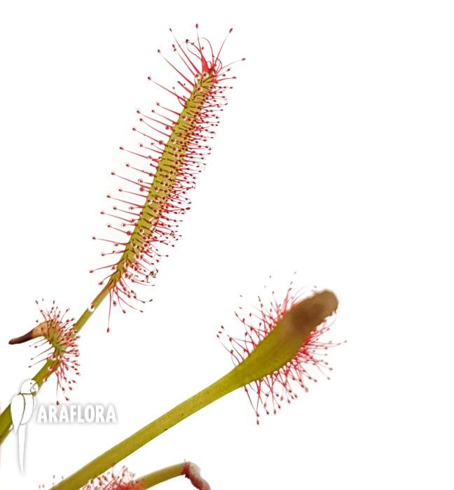 Drosera capensis Red ‘Starter’4
