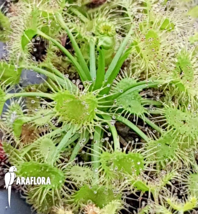 Drosera purpurascens2