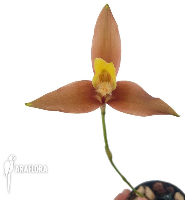 Lycaste lasioglossa4