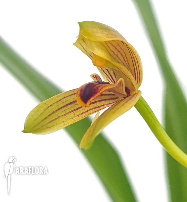 Myrmolyca ringensflower2