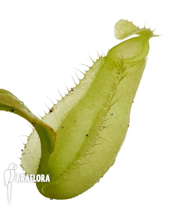 Nepenthes ampullaria green lid 3