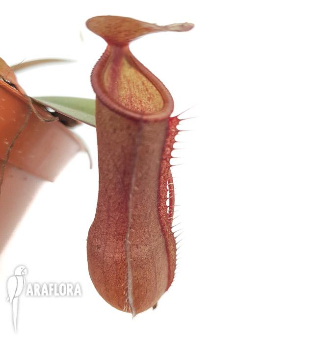 Nepenthes x ‘Rebecca Soper’ ‘M’4