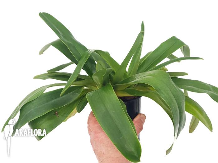 Paphiopedilum Pinocchio x rothschildianum