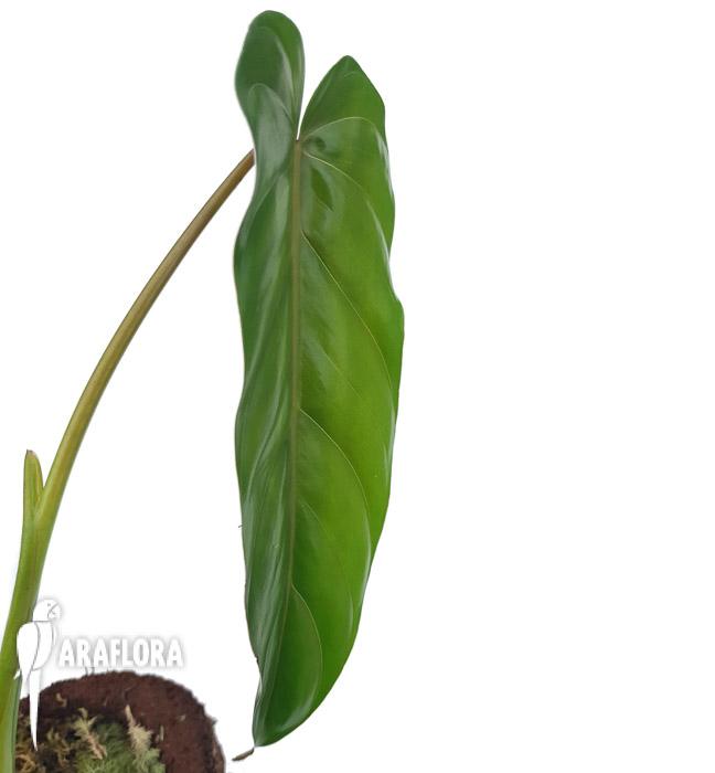 Philodendron dolichogynium