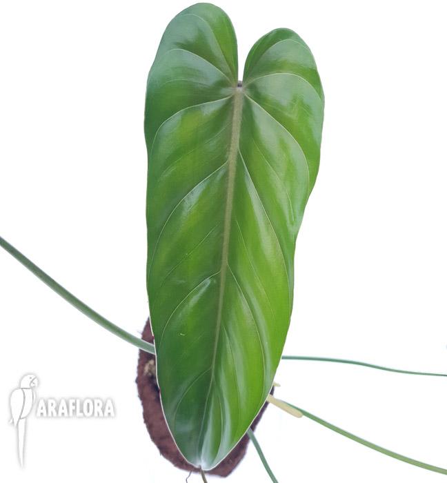 Philodendron dolichogynium